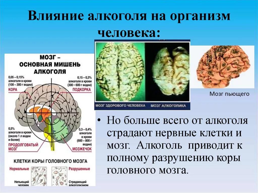 Организм пьющего мужчины. Влияние спирта на головной мозг. Влияние этанола на клетки головного мозга.