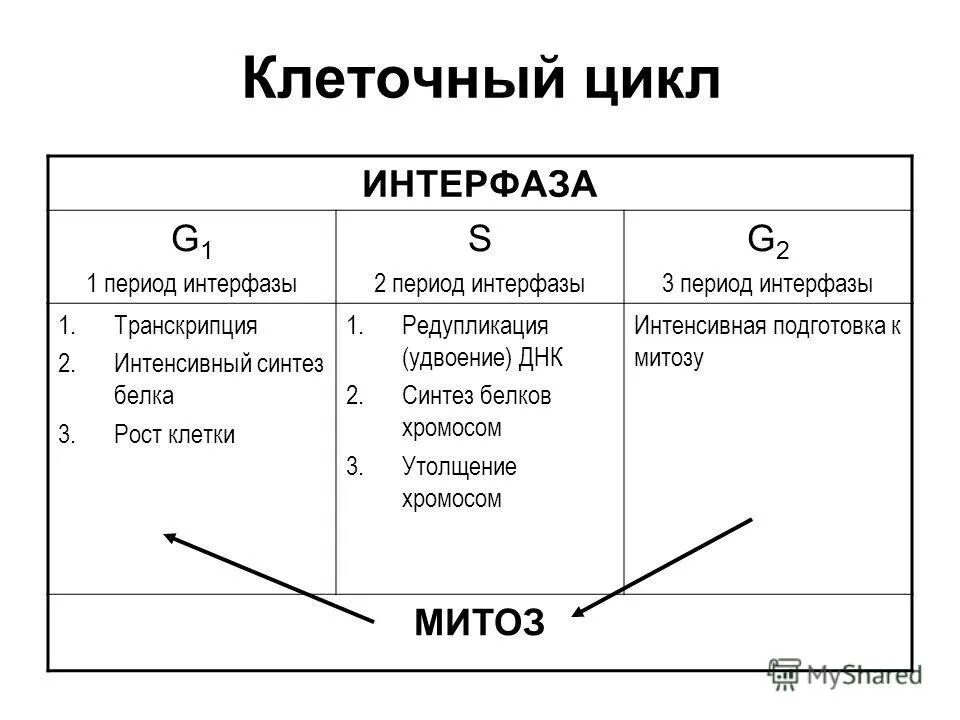 3 этапа интерфазы. Фазы жизненного цикла клетки таблица. Стадии жизненного цикла клетки таблица. Этапы клеточного цикла таблица. Характеристика фаз клеточного цикла.