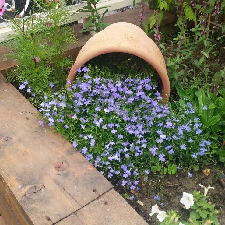 Hot Springs lobelias heat tolerant and compact habit Bacs de jardin, Les plus be