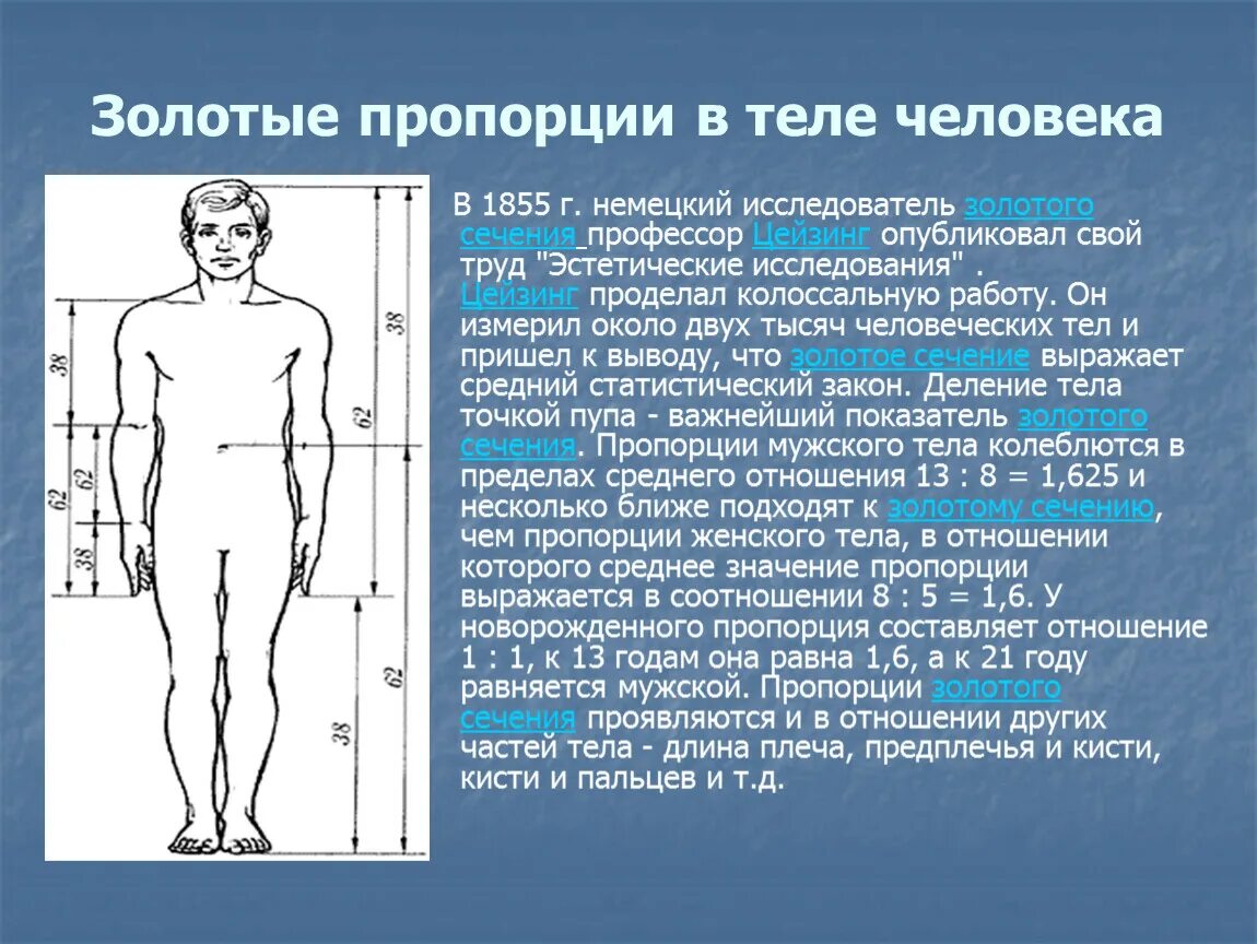 Золотая пропорция в теле человека. Пропорции тела человека золотое сечение. Золотые пропорции тела человека. Золотое сечение в пропорциях человеческого тела.