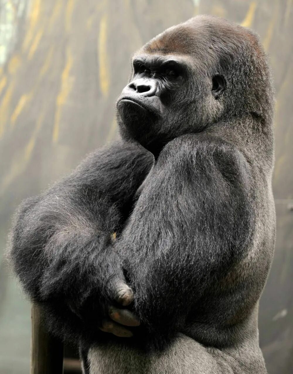 Сильвербэк горилла. Горилла Исабукуру. Самец гориллы Харамбе. Доминантный самец гориллы.
