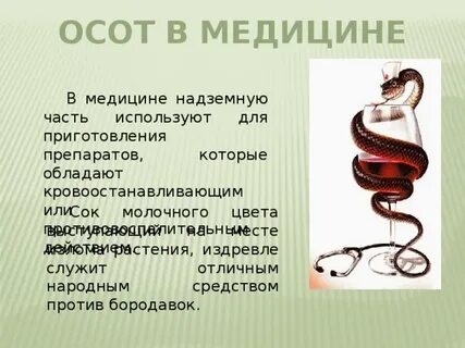 Подобный осоту