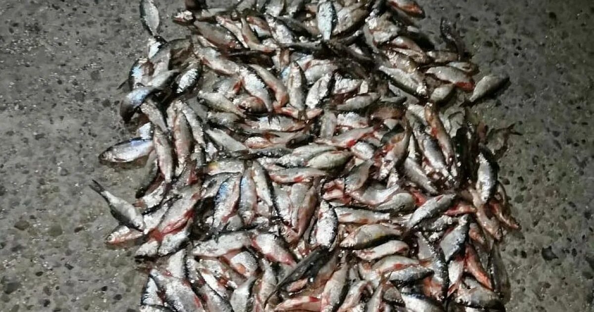 Рыбы азовского моря в ейске. Рыбы реки кубань краснодарского края. Рыба форель. Краснодарский край рыбки. Рыба ейского лимана.