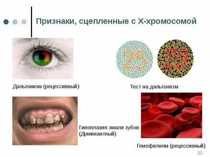 С каким полом сцеплен дальтонизм