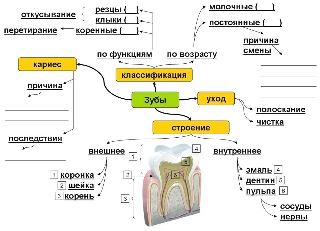 Опорная схема. Опорный конспект по биологии 7 класс. Дыхательная система опорный конспект. Опорный конспект по биологии 7 класс. Опорные конспекты по биологии.