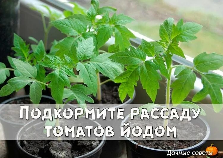 Чем подкормить рассаду чтобы стала толще