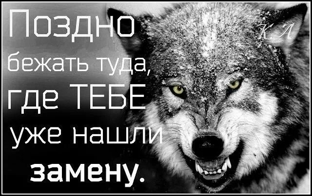 А я бегу туда где. Картинки с волками и надписями. Мотивационные цитаты с волком. Поздно бежать туда где тебе нашли замену. Цитаты из Бегущая с волками.