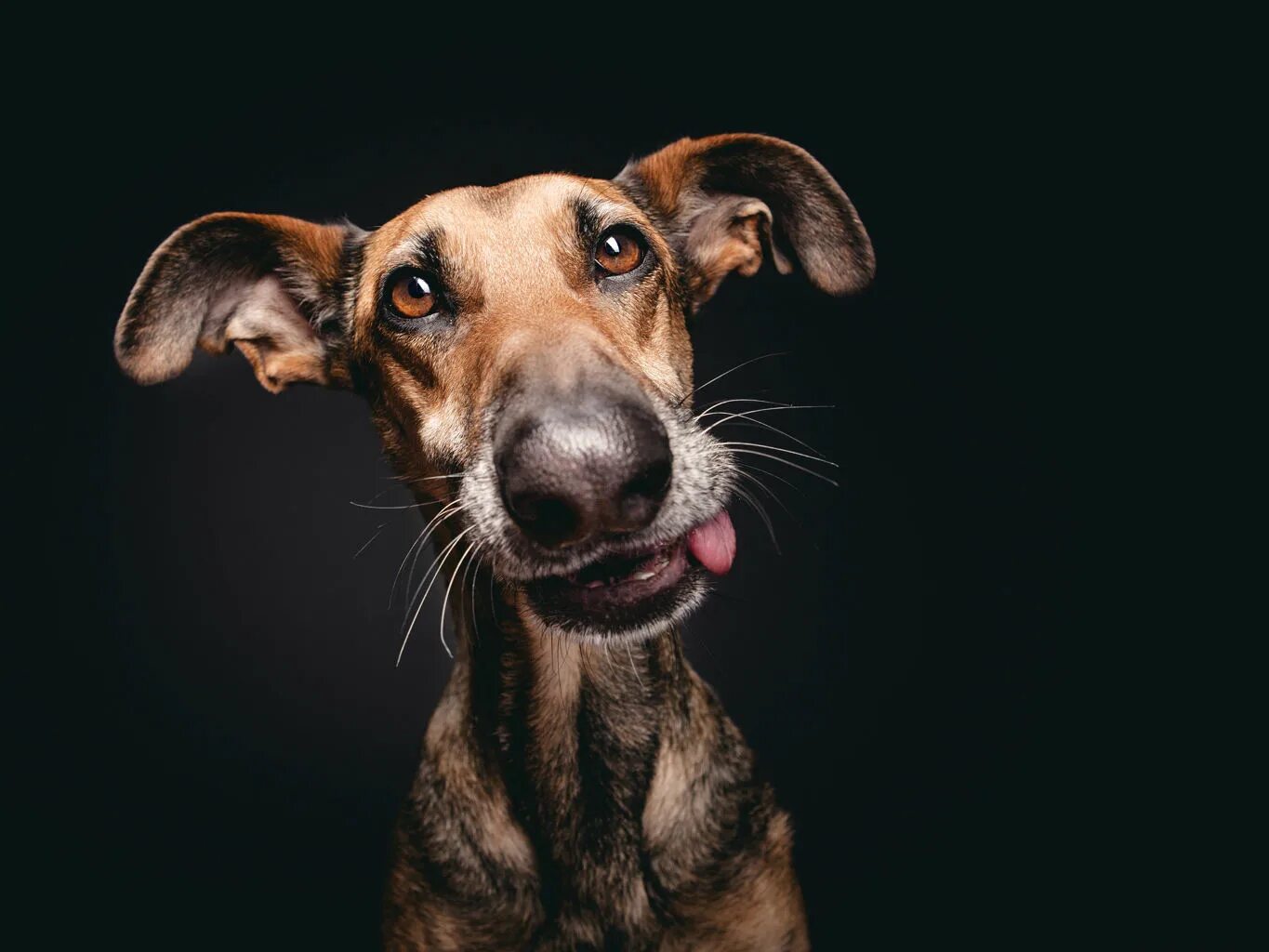 Собака снизу. Эльке Фогельзанг. Elke Vogelsang собаки. Эльке Фогельзанг фото. Эльке Фогельзанг фото собак.