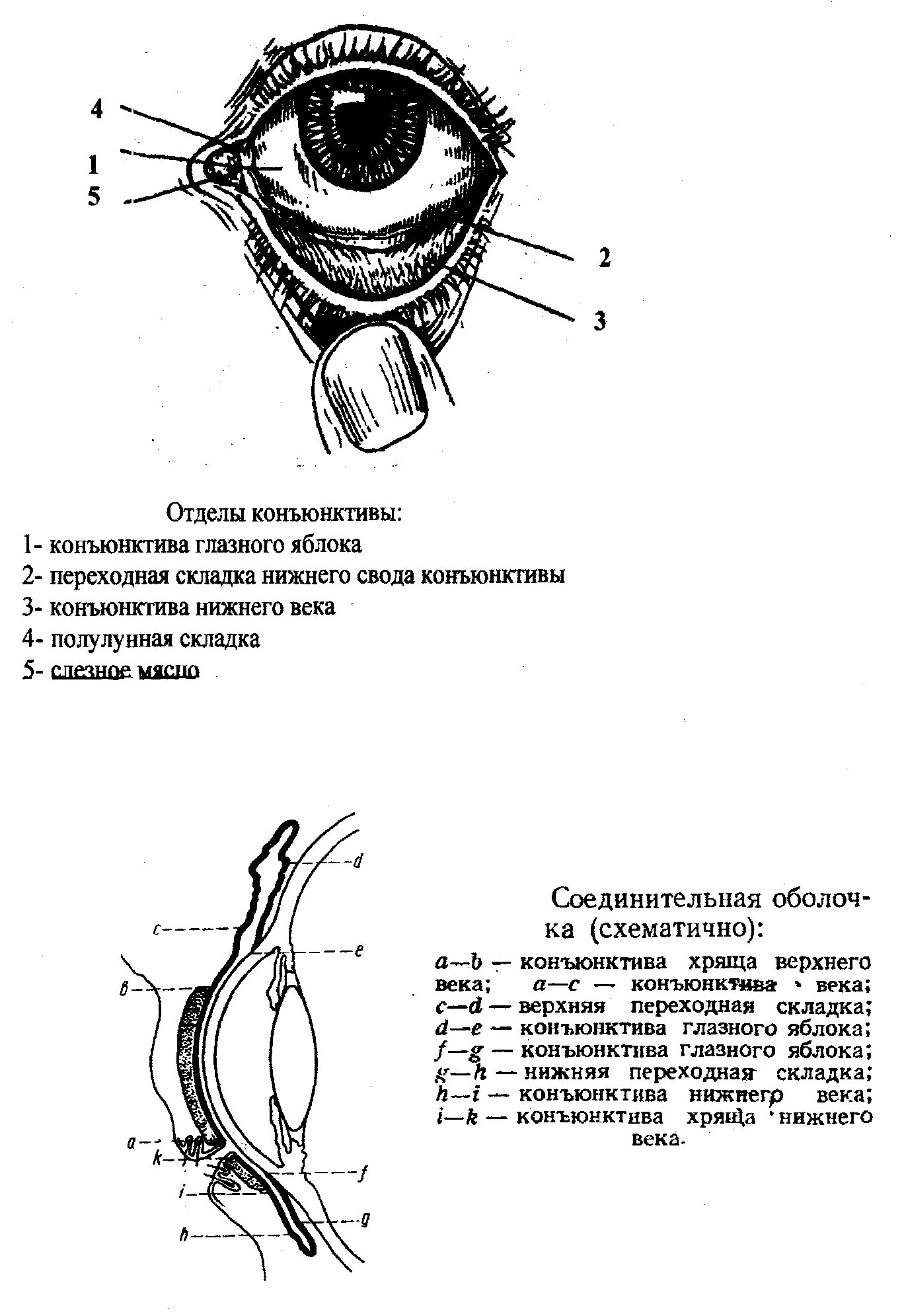 Строение глаза мешок глаза конъюнктивальный. Строение глаза конъюнктива склера. Конъюнктива глазного яблока анатомия. Конъюнктива век и конъюнктивы глазного яблока конъюнктивный мешок.