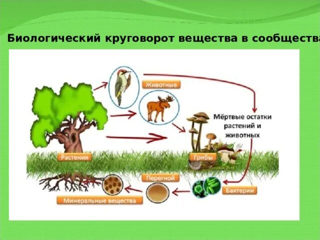 Мухомор в биологическом круговороте. Модель демонстрирующая круговорот веществ в природе. Модель круговорота веществ в природе 3 класс окружающий мир. Круговорот жизни в природе 3 класс модель. Круговорот веществ в природе окружающий мир.