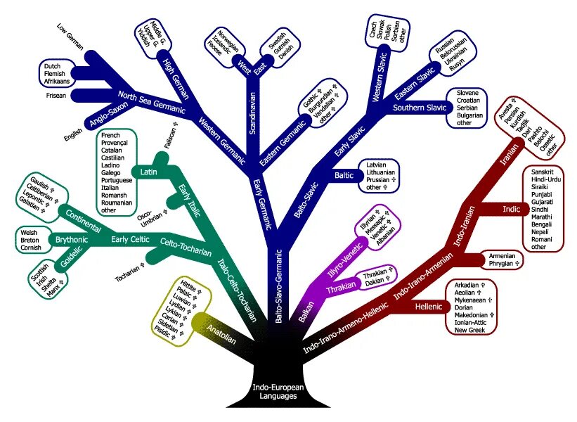 Генеалогическое Древо индоевропейского языка. Индоевропейская семья дерево. Языковые ветви схема. Генеалогическое Древо индоевропейской семьи.