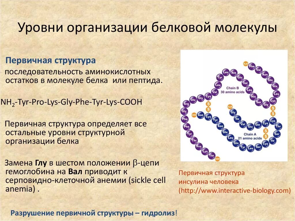 В организации белковых. Уровни организации белковой молекулы: первичная структура белка. Строение белка уровни организации белковой молекулы. Первичная структура белка уровень организации. Уровни структурной организации молекул белков.