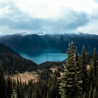 Ели дали