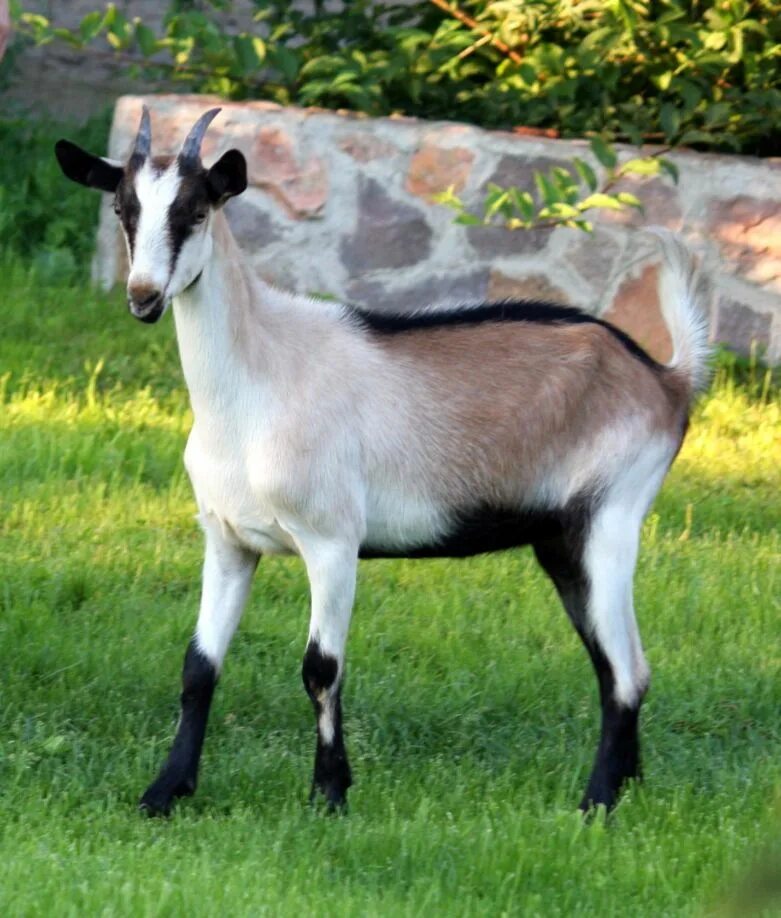 Высокогорная Альпийская коза. Альпийские козы Серна. Альпийская комолая коза. Коза зааненская Альпийская. Характеристика пород коз