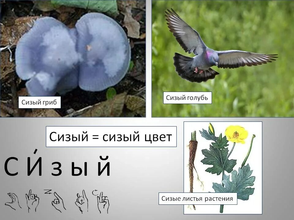 Сизый какой цвет. Сизый цвет. Сизый цвет сизый. Цвет сизого цвета. Серо-сизый цвет.