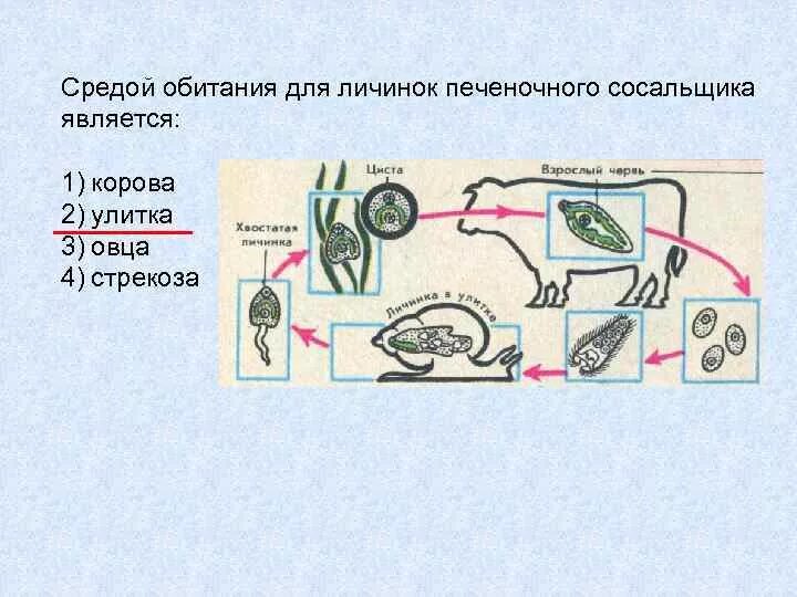 Цикле среда обитания. Печеночный сосальщик место обитания. Печеночный сосальщик биология среда обитания. Среда обитания сосальщики. Жизненный цикл печеночного сосальщика 7 класс.