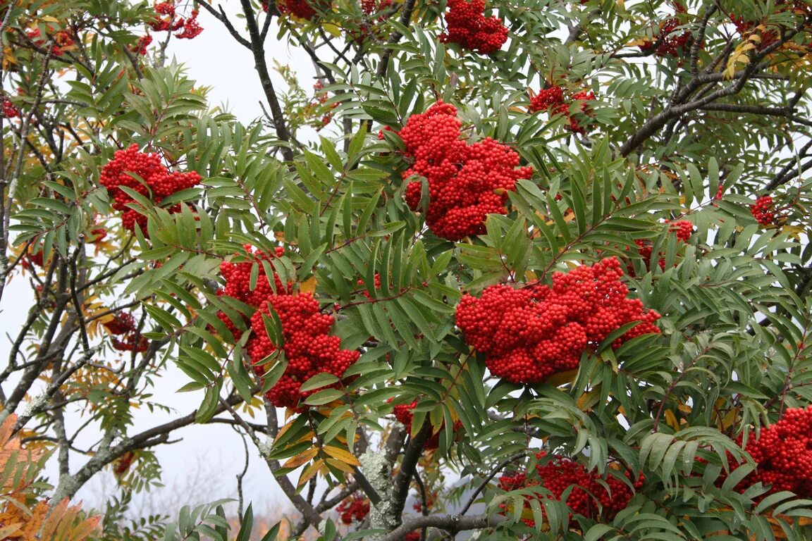 Рябина дерево купить. Рябина обыкновенная Sorbus aucuparia. Рябина обыкновенная 'Dodong'. Рябина обыкновенная (кустовая) Sorbus aucuparia. Рябинник дерево.