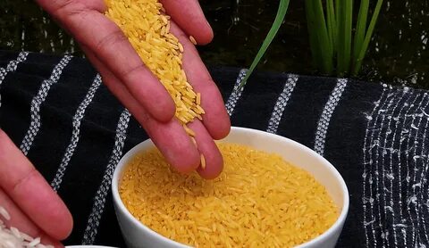 Золотой рис