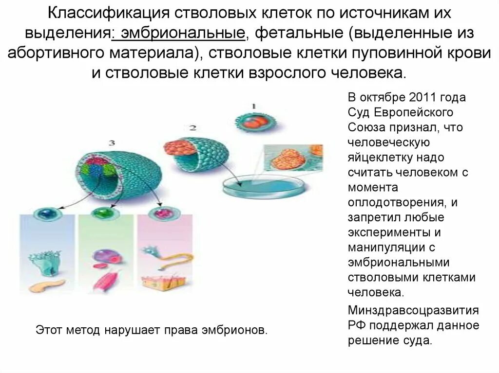 Классификация стволовых клеток по источнику выделения. Классификация стволовых клеток фетальные. Классификация стволовых леток. Стволовые клетки классификация.