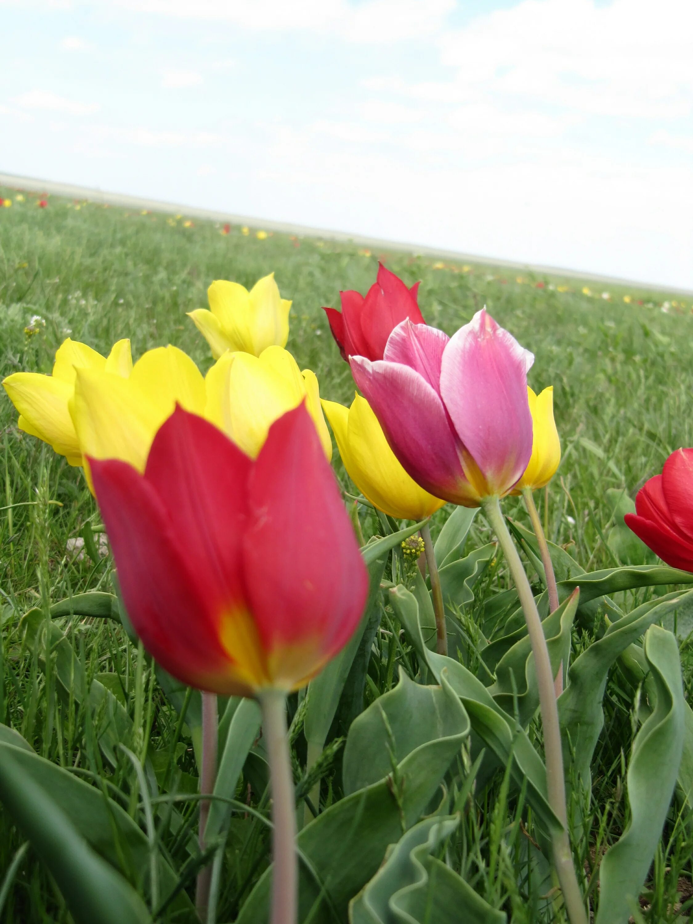 степные тюльпаны в калмыкии. элиста цветение тюльпанов. тюльпаны в калмыкии. тюльпаны в степи калмыкии. элиста тюльпановые поля.