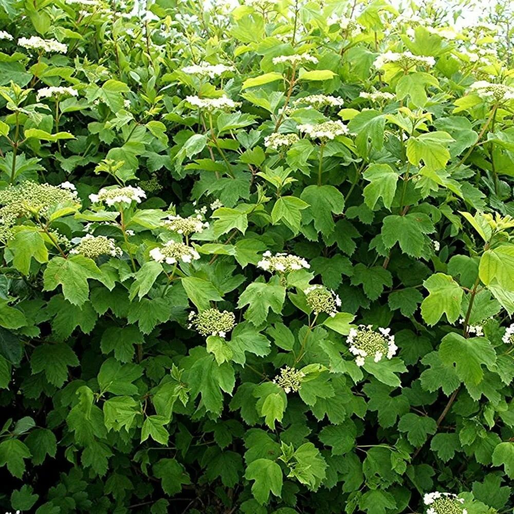 кустарник с крупными простыми. спирея березолистная исланд. аралия садовая кустарник. кустарник с крупными простыми. аралия маньчжурская семена.