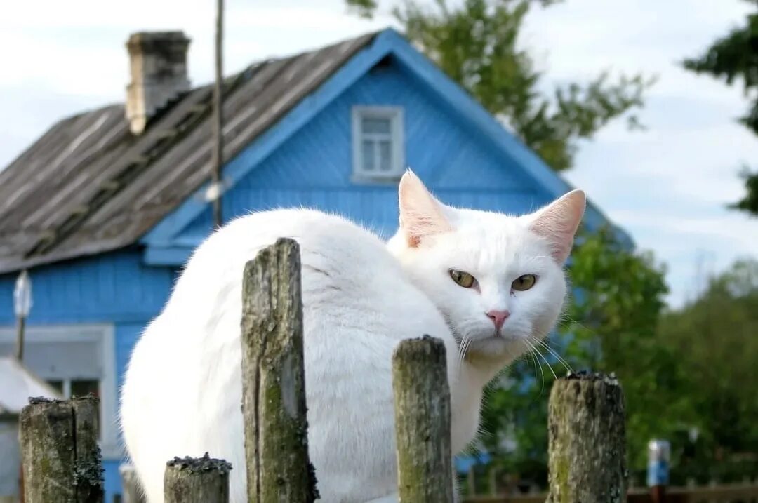 Дачный кот. Кошка на даче. Кот красивый на даче. Кот на даче картинки. Кошка сама пришла