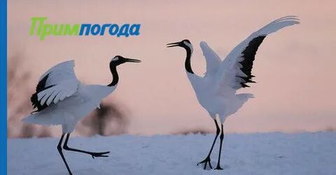 Журавль согласные звуки