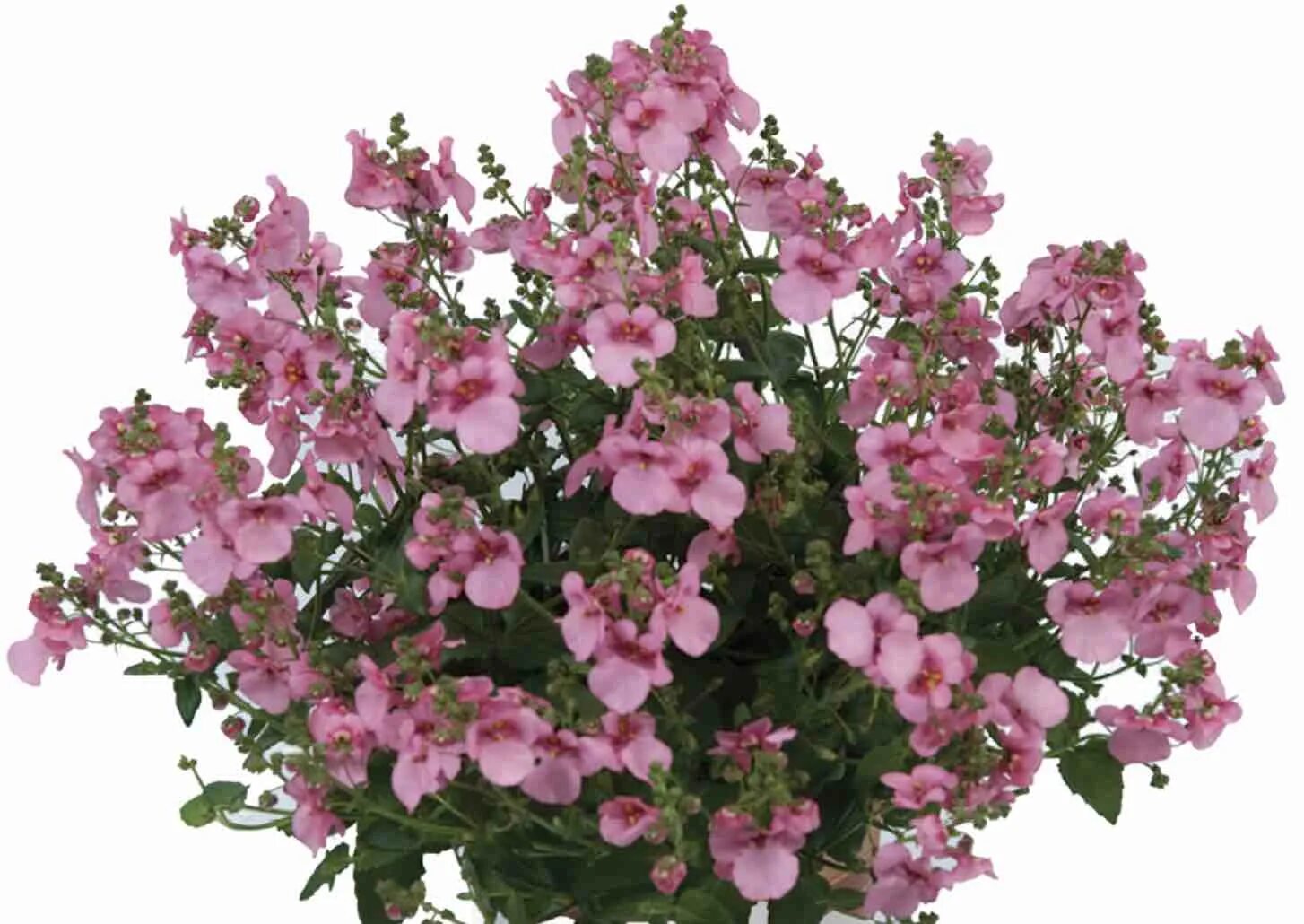 цветок диасция ампельная. диасция ампельная вегетативная. цветок диасция ампельная. диасция ампельная вегетативная. диасция бородчатая.