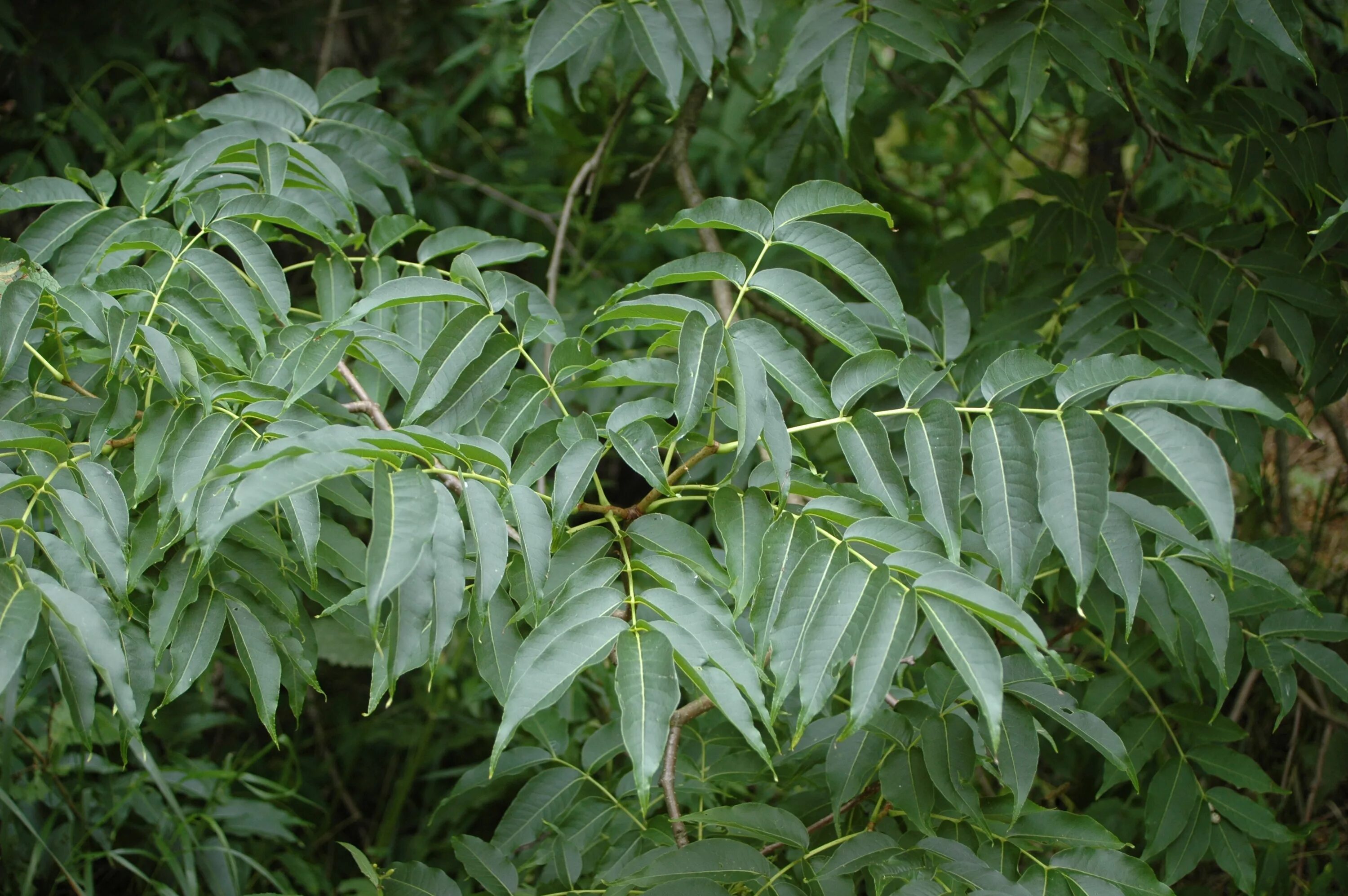 Где растет амурский. Бархат Амурский -Phellodendron amurense. 1. Бархат Амурский (Phellodendron amurense. Бархат Амурский (Phellodendron amurense) (10 шт). Уссурийская Тайга Амурский бархат.