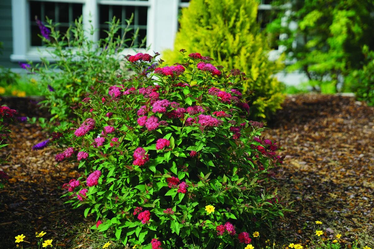 Спирея японская 'Darts Red'