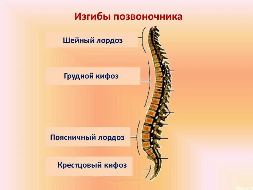 Изгиб позвоночника выпуклостью назад называется. Перечислить физиологические изгибы позвоночника:. Изгиб позвоночника выпуклостью назад называется. Позвоночник имеет физиологических изгибов. Лордозы и кифозы позвоночника анатомия.
