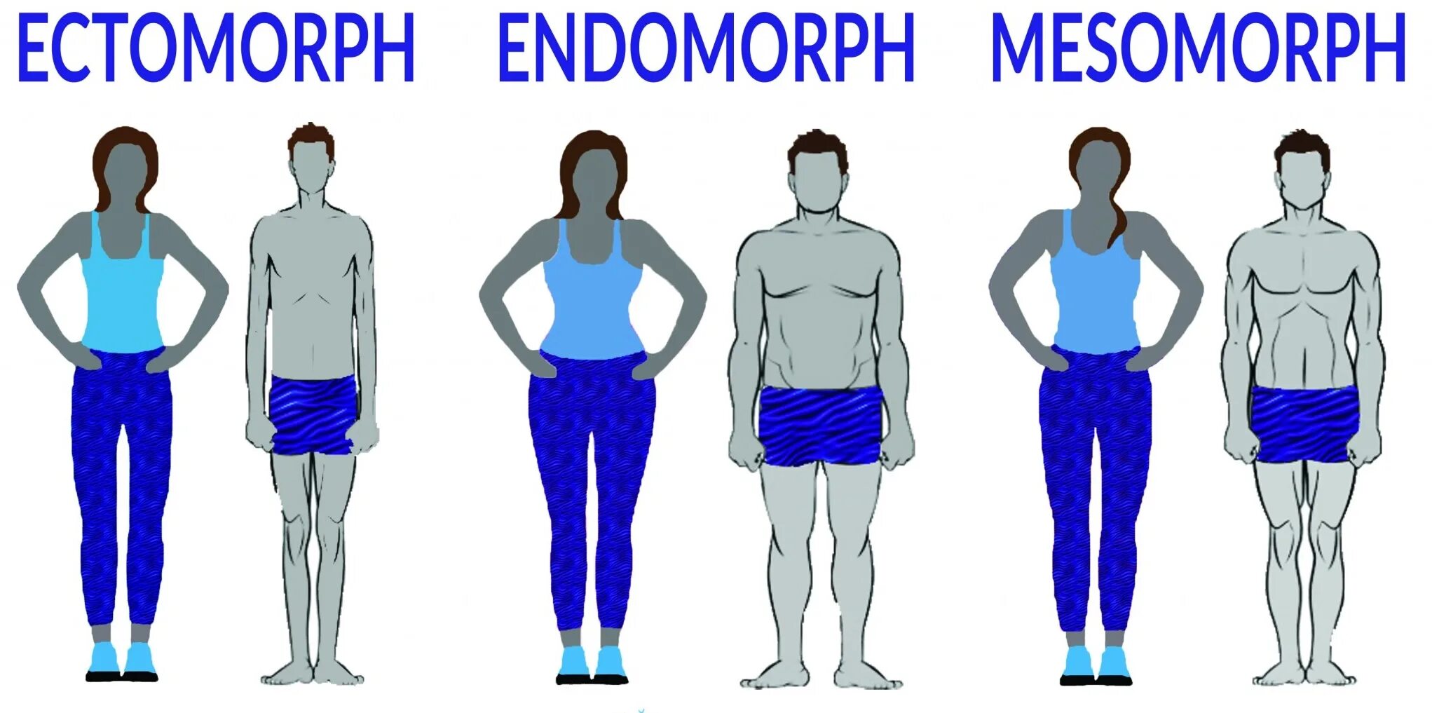 Эктоморф мезоморф и эндоморф. Тип телосложения эктоморф. Ectomorf endormorf Mesamorf. Тип телосложения мезоморф. Кто такой эктоморф и мезоморф