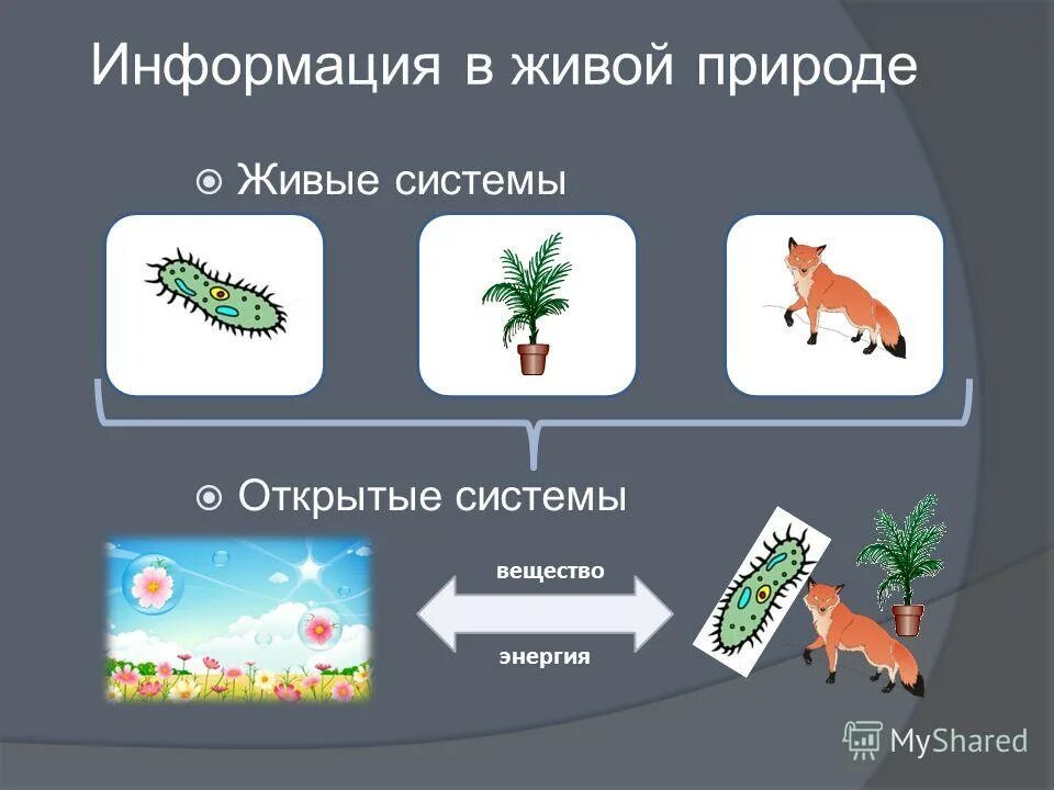 Царство растений животных грибов бактерий вирусов. Царства природы 3 класс. Система живой природы 3 класс. Система живой природы 3 класс. Царства в биологии.