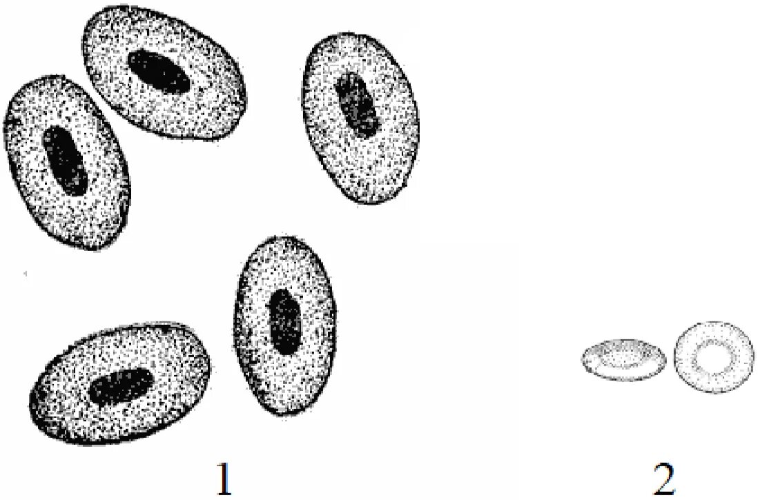 Цитоплазма эритроцитов человека. Строение эритроцитов лягушки рисунок. Строение эритроцита лягушки. Эритроциты в крови лягушки рисунок. Клетка эритроцита лягушки.