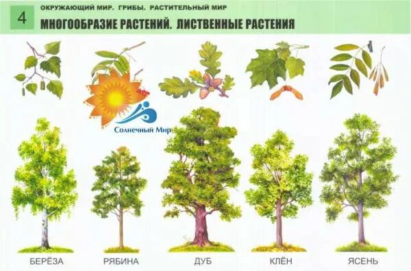 Лиственные деревья для детей. Лиственные деревья для дошкольников. Типы лиственных деревьев. Лиственные деревья картинки для детей. 5 лиственных растений