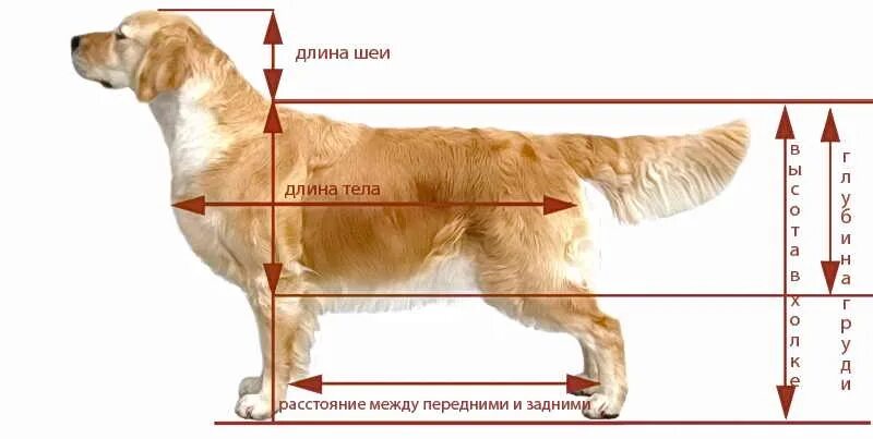 Размер лабрадора взрослого