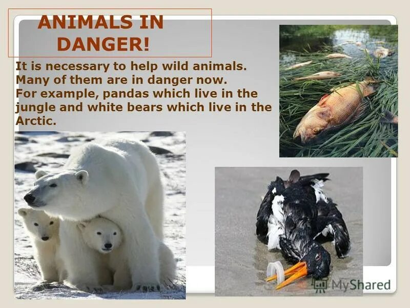 World is in danger. Animals in Danger проект. Топик по английскому animals in Danger. African animals in Danger доклад. Проект animals in Danger 5 класс.