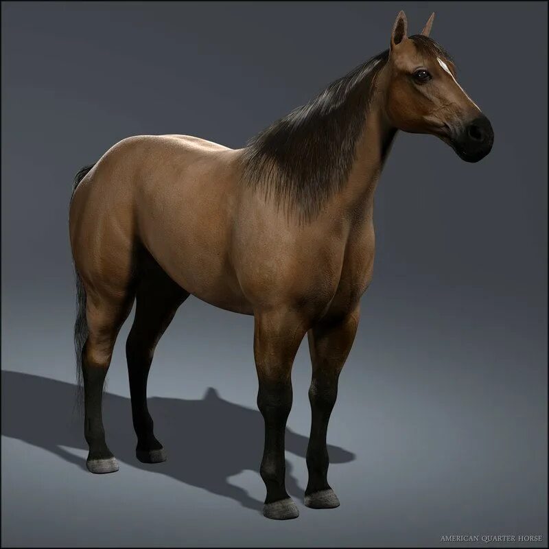 Horses model