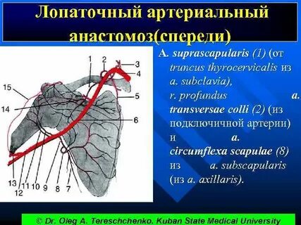 Лопаточная область границы