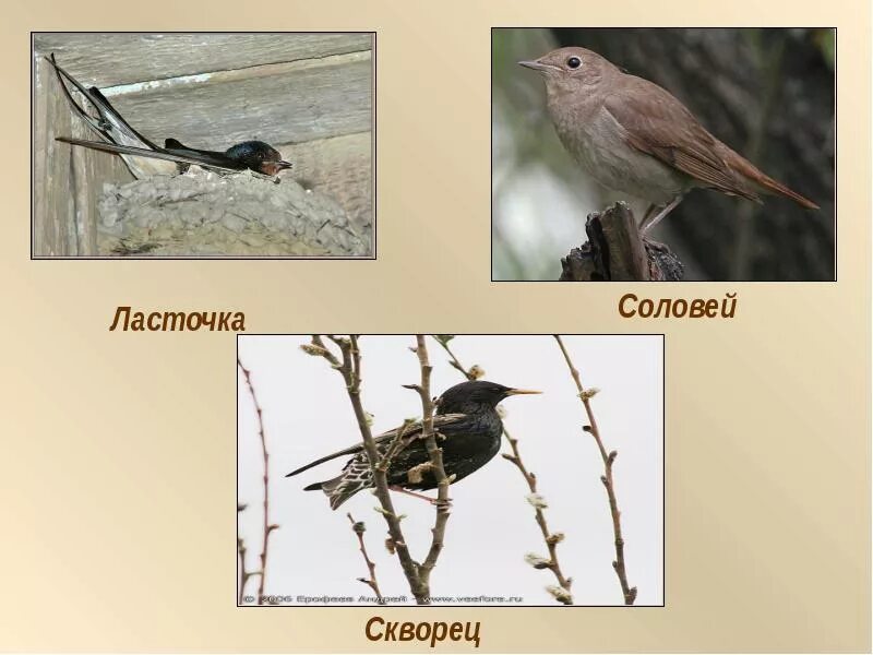 Соловей зимует. Ласточки скворцы соловьи. ласточка скворец. скворец и соловей. соловей зимующая птица.