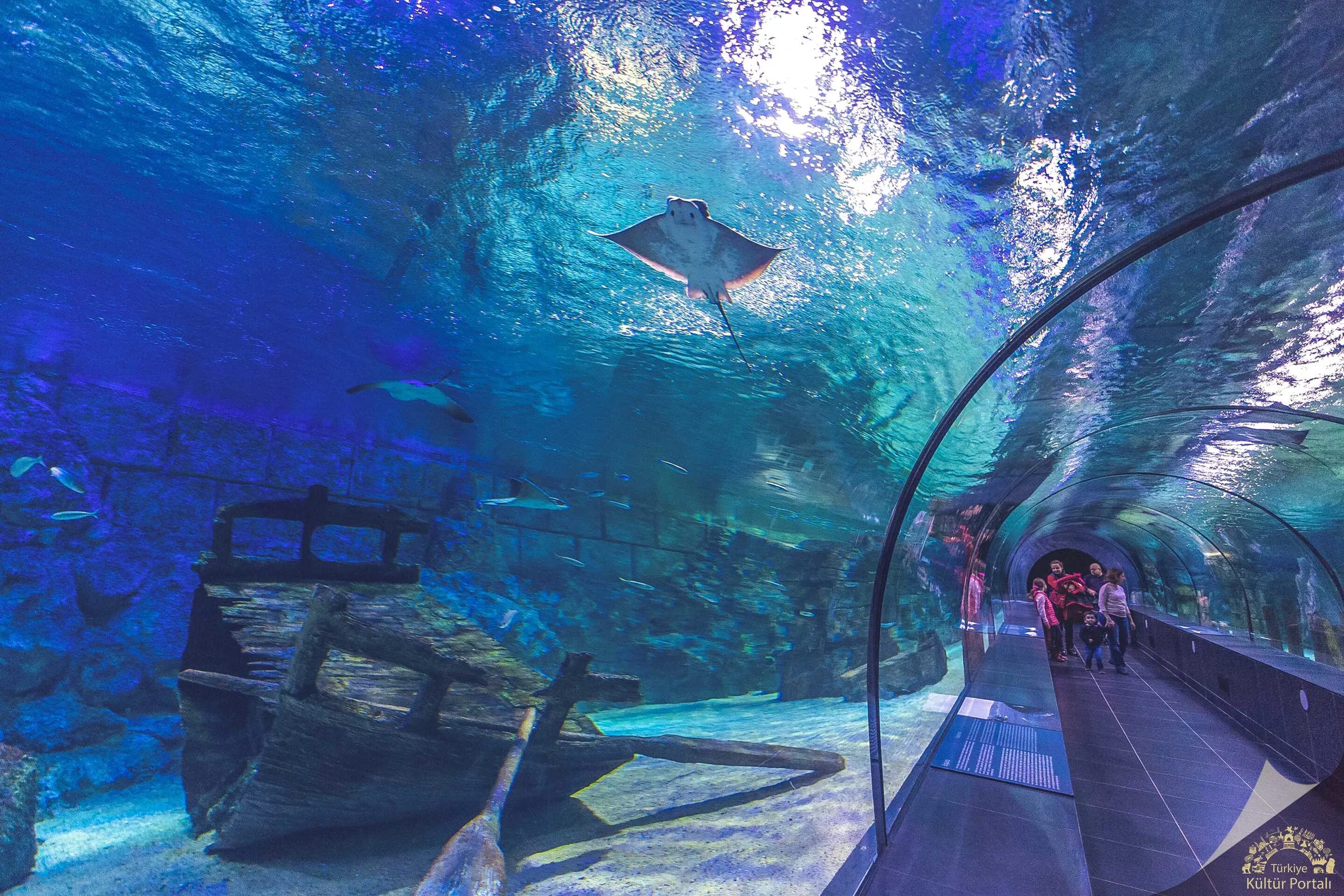 Океанариум в Стамбуле. Стамбул аквариум Turkuazoo. Аквариум Sea Life Стамбул. Океанариум Флория в Стамбуле. Отзыв sea life