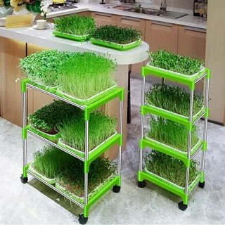Лотки для микрозелени оптом
