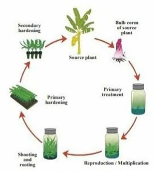 Types of Plants. Tissue Culture. In vitro Plant. Plant breeding. Plant culture