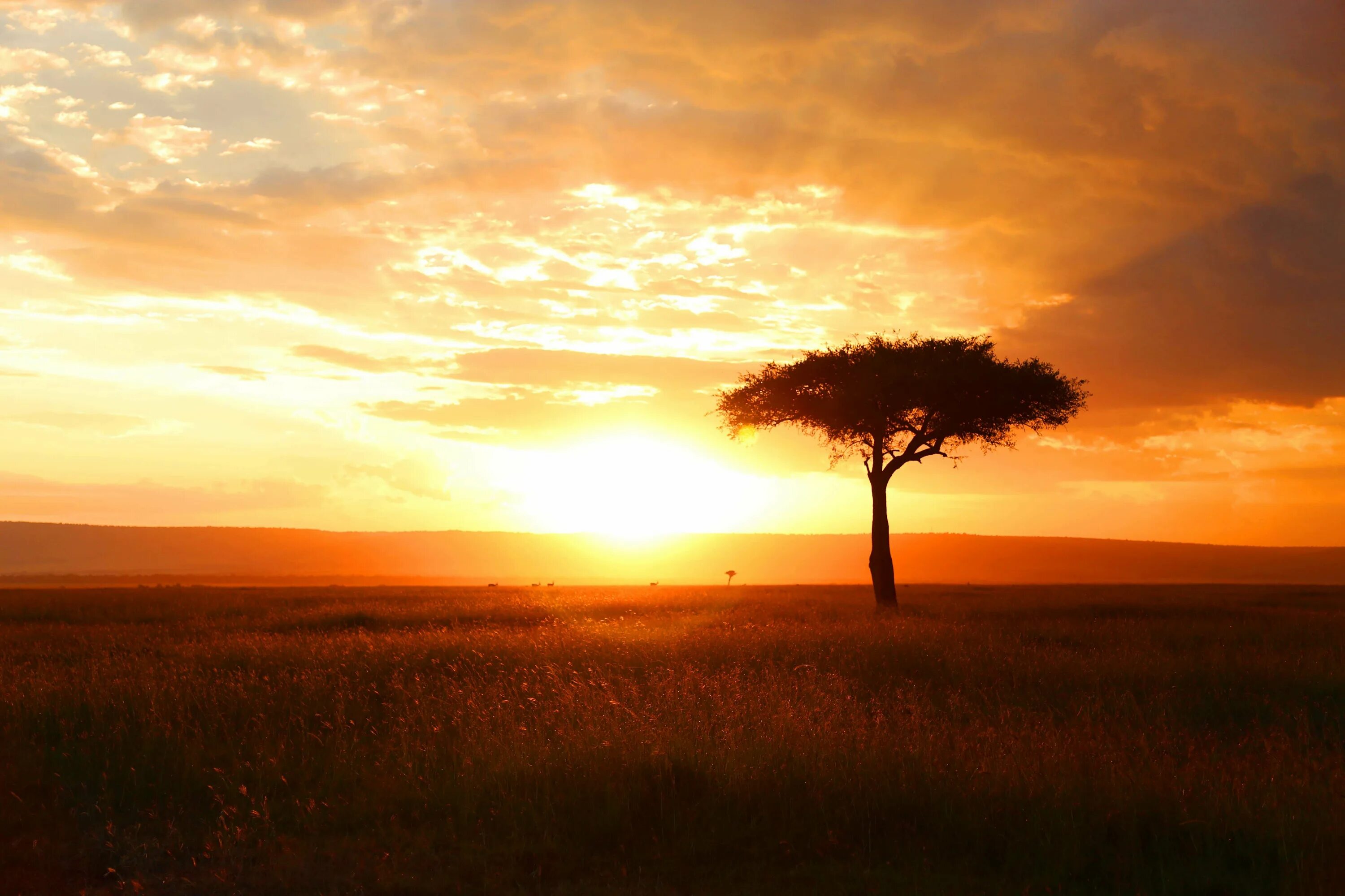 Каждое утро в африке. Кения Саванна. Саванна Король Лев Африка. Африканский пейзаж.