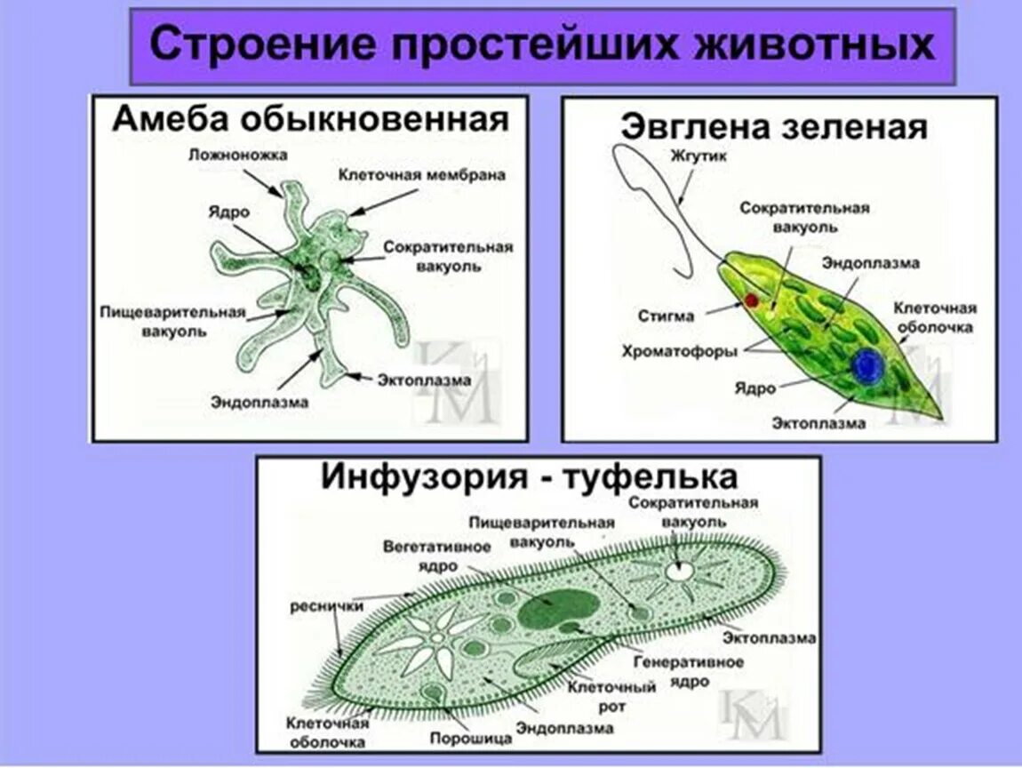 Строение подцарства одноклеточные. Подцарство одноклеточные 7 класс биология. Строение одноклеточных животных 7 класс. Подцарство одноклеточные Тип инфузории. Назовите классы простейших