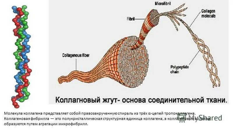 Строение коллагенового волокна. Микрофибриллы это. Микрофибриллы это. Микрофибриллы в клетке. Строение фибриллы коллагена.