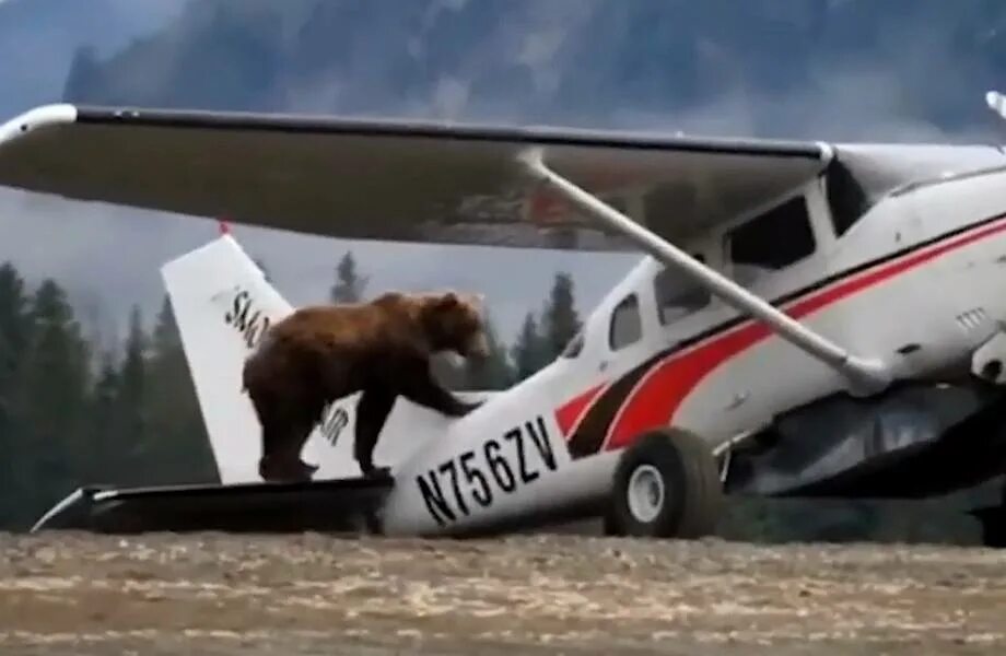 самолёт медведь ту. самолет медвежонок. аэродром орешково медведь мансур. мишка на самолете. стратегический бомбардировщик ту-95мс.