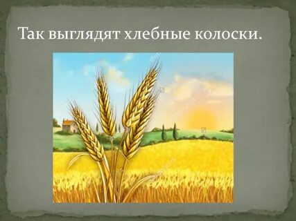 Как люди вырастили хлеб колоски