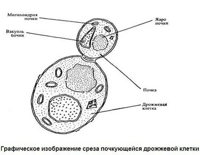 Тело пекарских дрожжей состоит из. Схема строения дрожжевой клетки. Строение дрожжевой клетки рисунок с подписями. Строение клетки дрожжей рисунок. Строение клетки гриба дрожжи.