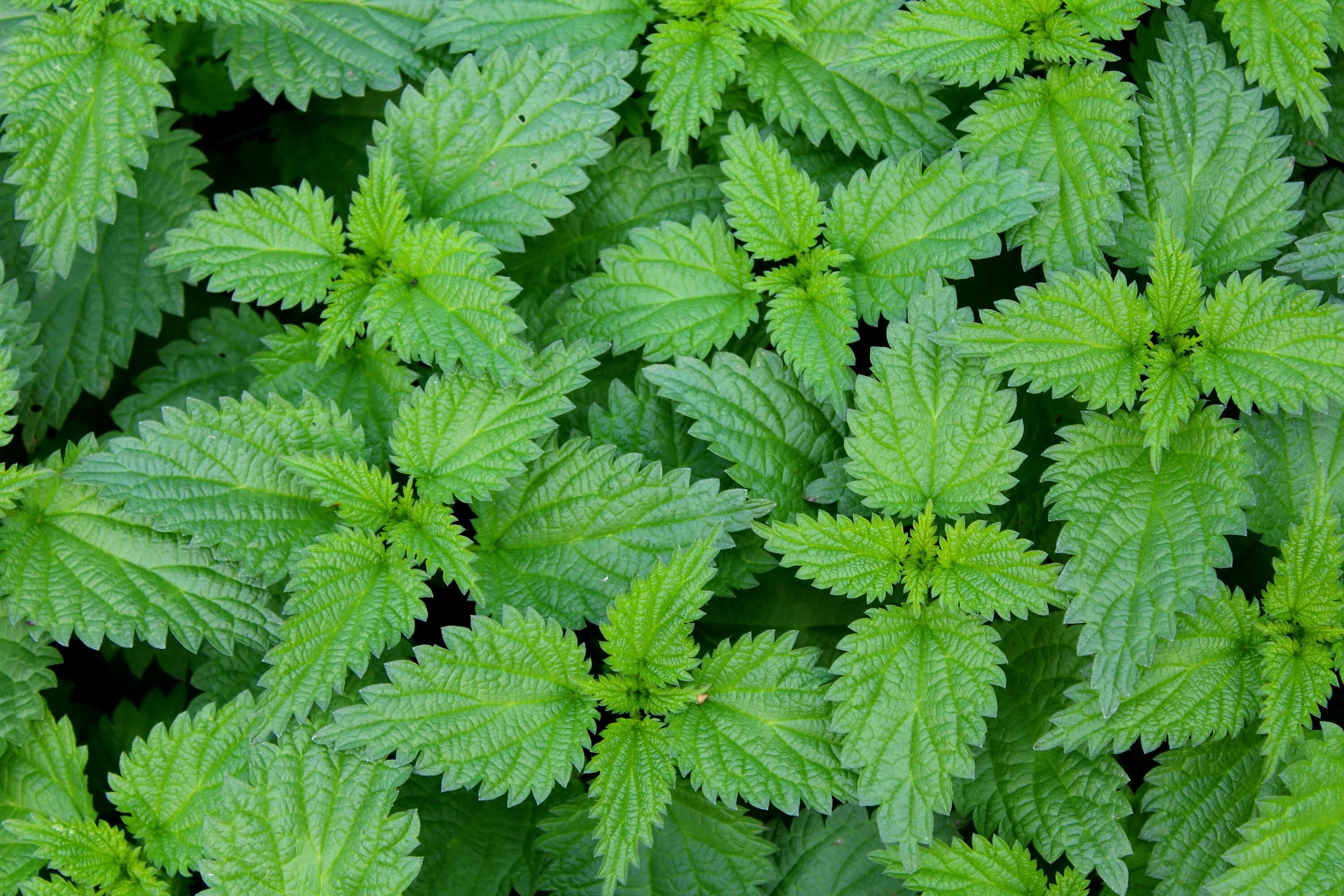 Крапива двудомная. Крапива двудомная (Urtíca dióica). Крапива (Urtica dioica). Крапива двудомная (Urtica dioica l.). Листья крапивы на латинском